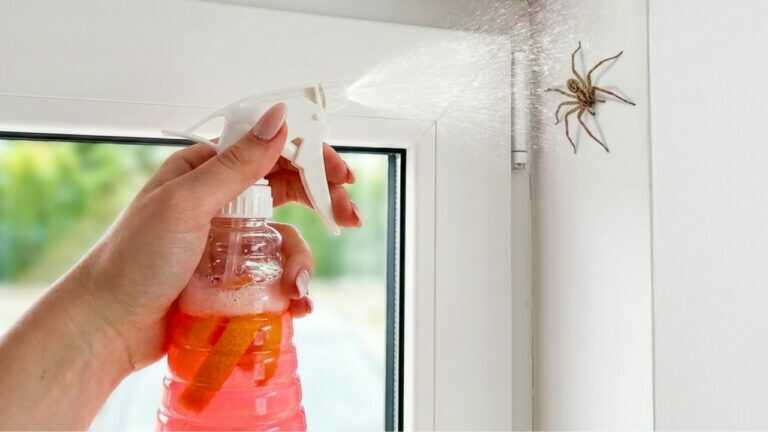 Ce truc à 0,50 € vaporisé dans les coins stoppe net l’invasion des araignées !