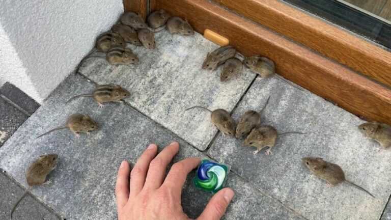 Mäuse und Ratten fliehen vor diesem Geruch – günstiger Trick