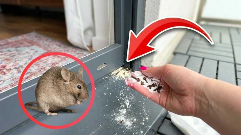 Mäuse und Ratten verschwinden aus dem Haus! Mach das, bevor sie sich dauerhaft einnisten