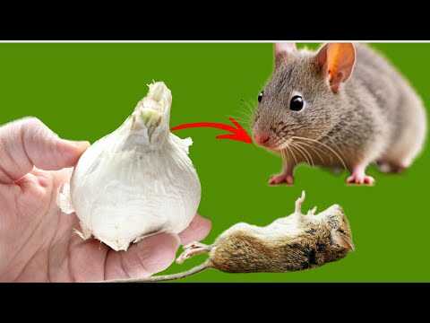 Ich verbiete MÄUSEN UND RATTEN den Zutritt zu Haus und Garten! Die beste Methode