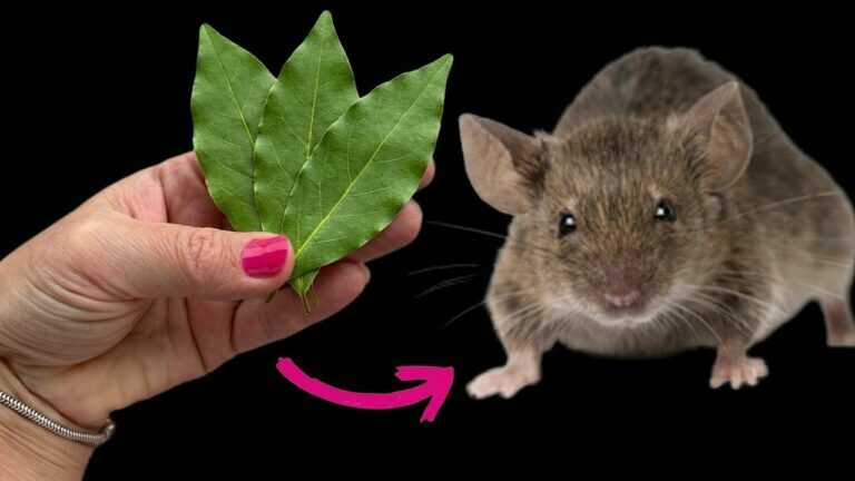 Ein natürlicher Trick mit Lorbeerblättern, um Mäuse und Ratten dauerhaft zu vertreiben
