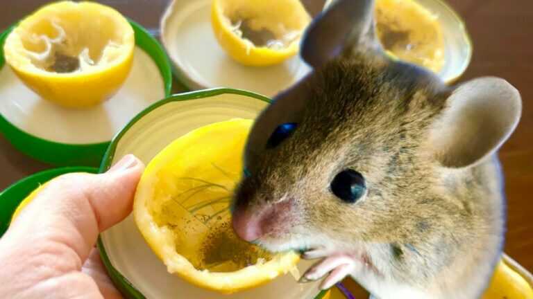 MÄUSE UND RATTEN 2 KILOMETER VOM HAUS VERTREIBEN! Überliste Nagetiere mit dieser Methode