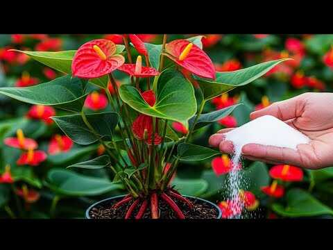 Slechts één theelepel! Honderden gezonde bloemen bloeien het hele jaar door!