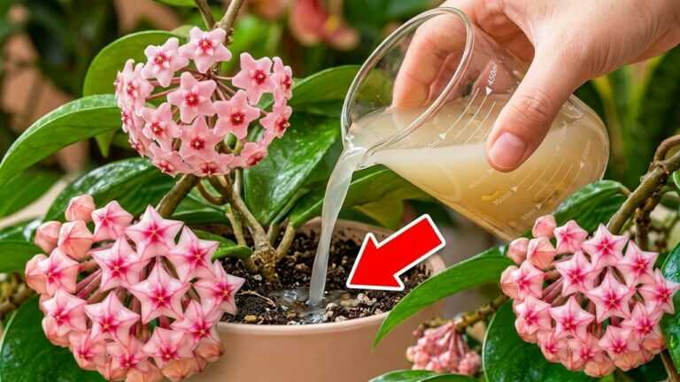 🌸Het geheim om je hoya 3 keer per jaar te laten bloeien! Wat je nog niet wist over de hoya.